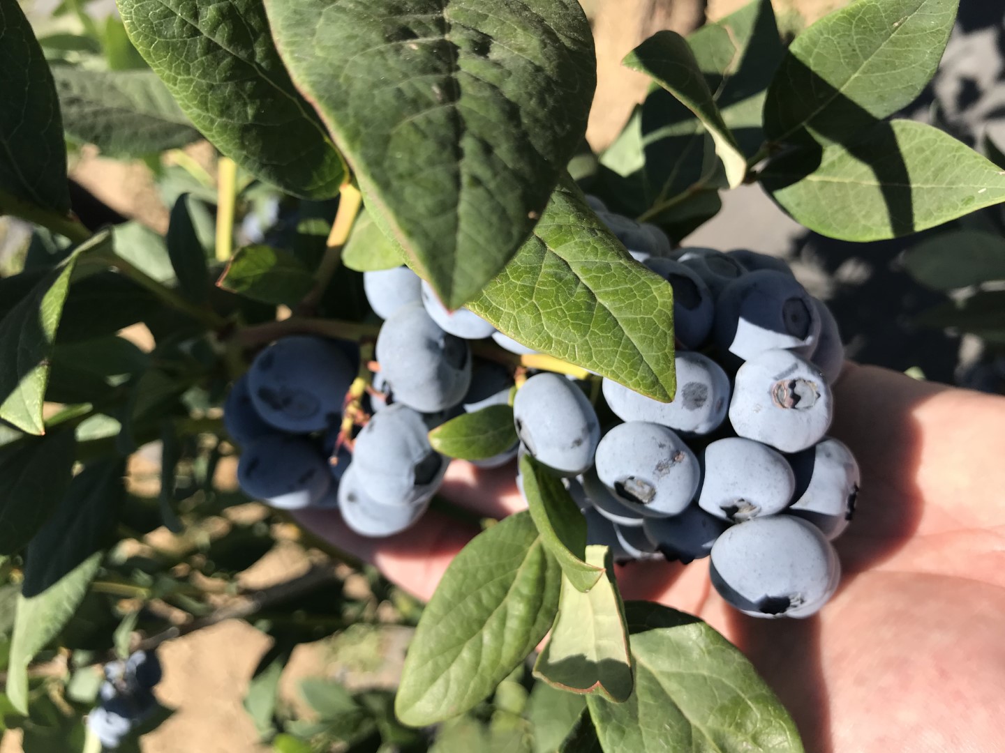 Blueberry plants - Fairplant