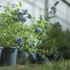 Blueberry plants