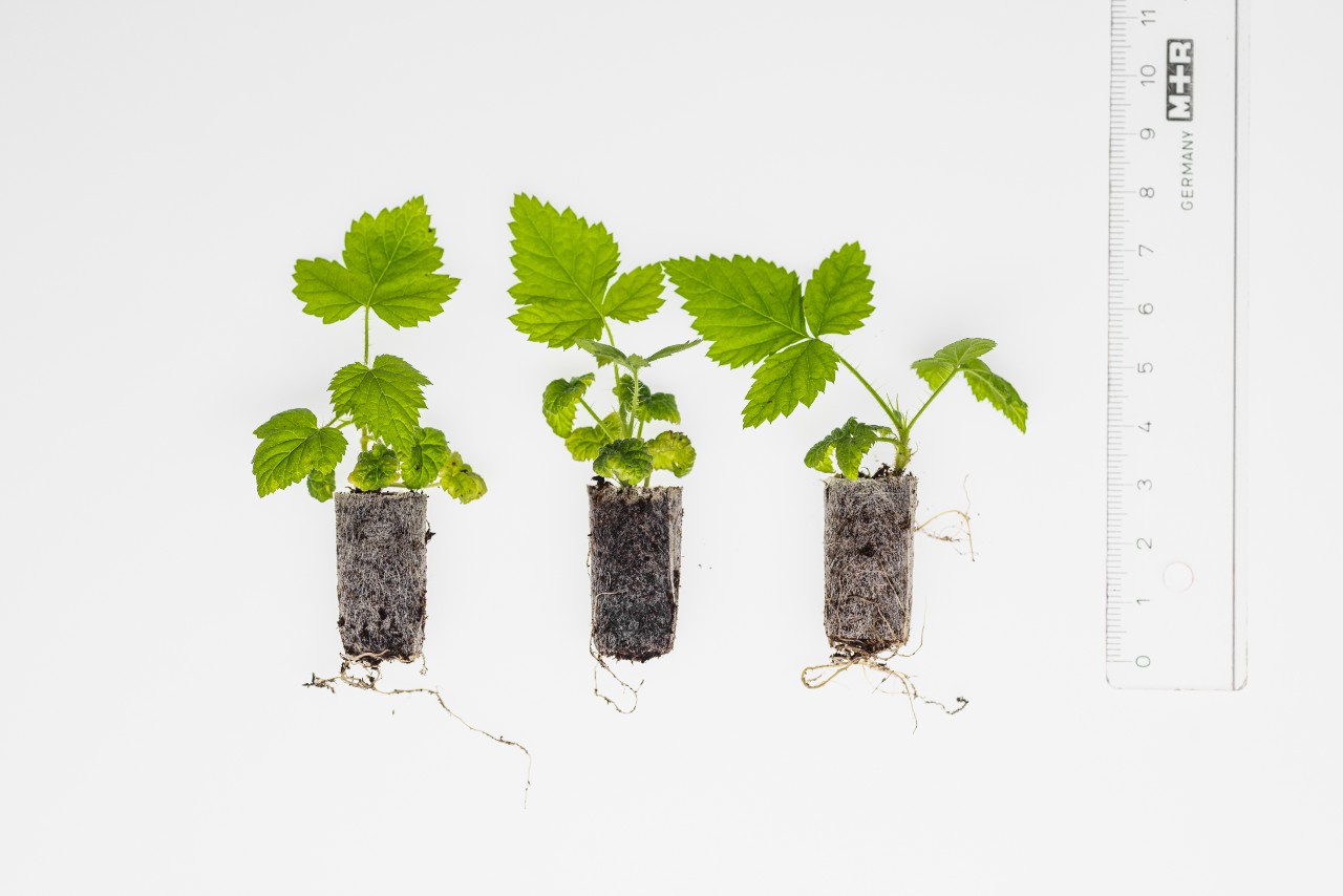 Fairplant_plug