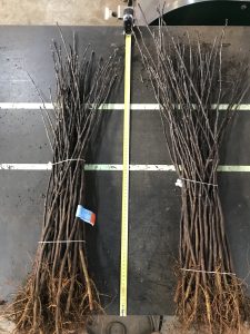 rootstock b9