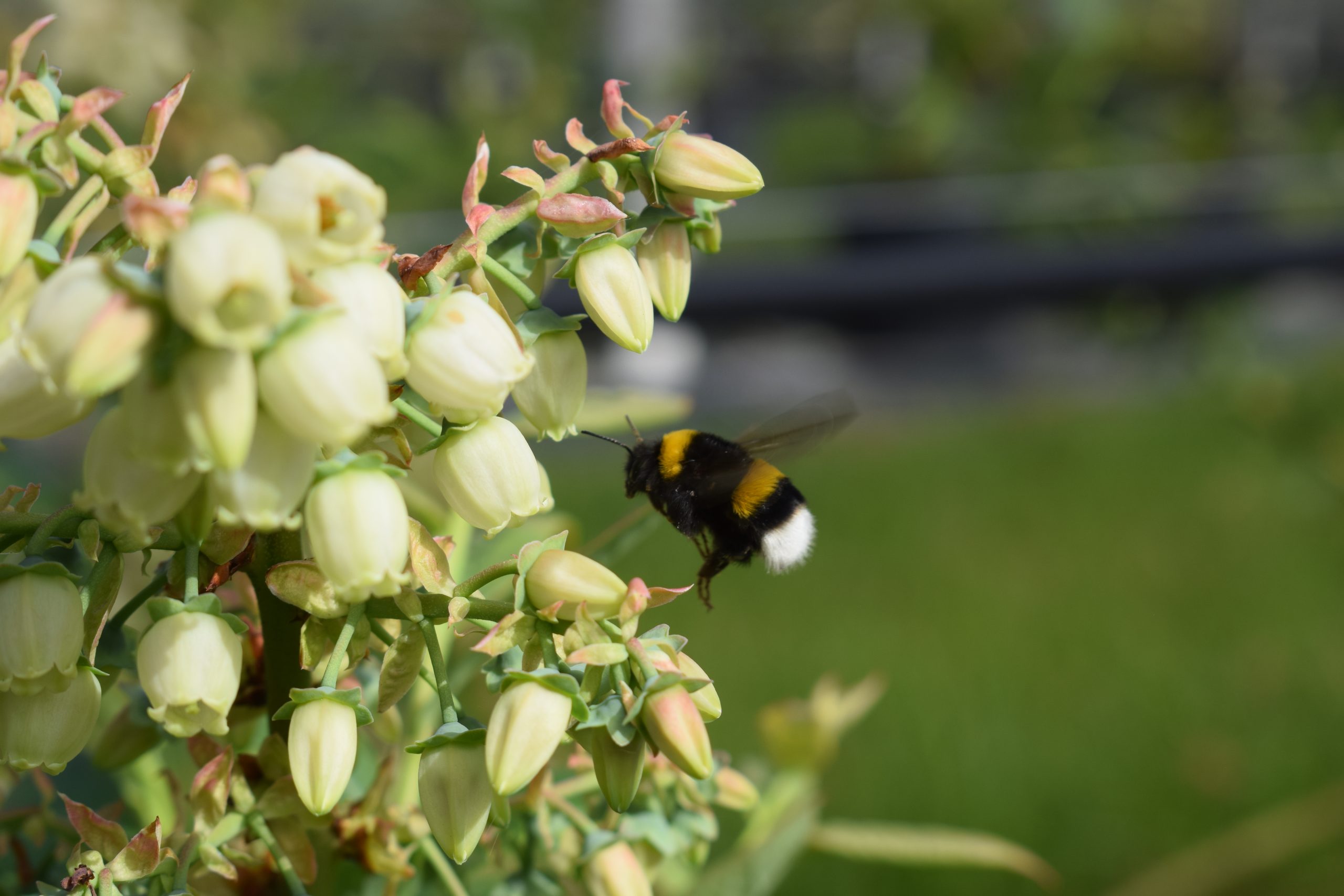 Bumblebees blueberry orchards