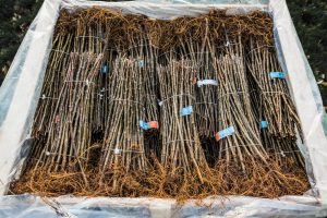 Rootstocks